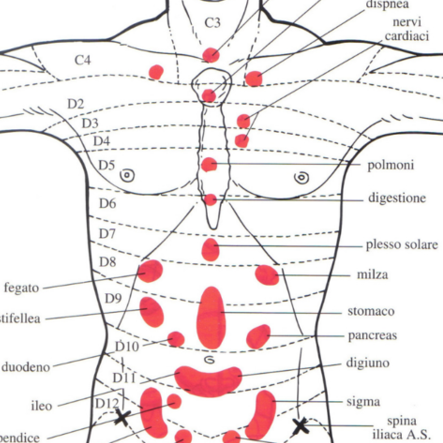 Lire la suite à propos de l’article Réflexologie Abdominale et Thoracique: Les dermalgies de Jarricot