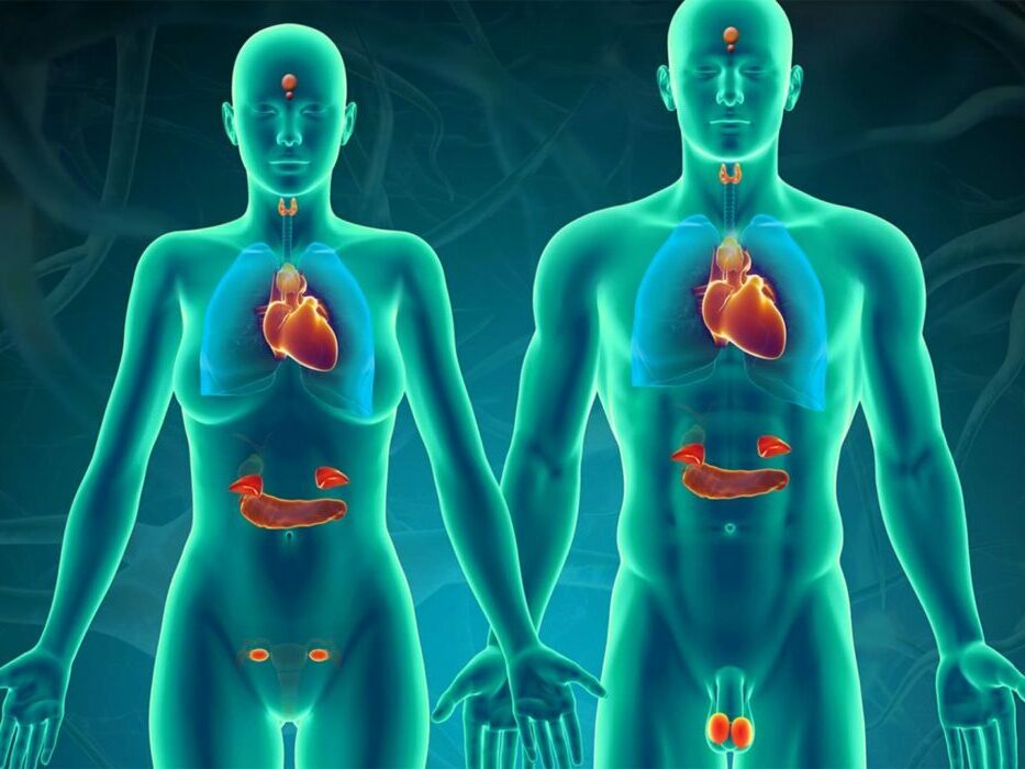 Réflexologie et système endocrinien